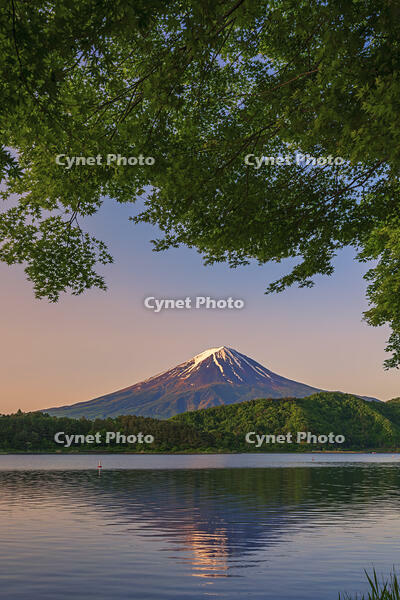 河口湖より夜明けの富士山を望む [OYO110006773]