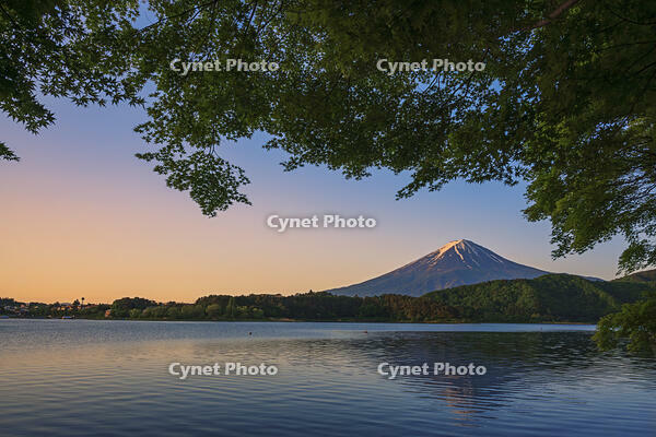 河口湖より夜明けの富士山を望む [OYO110006774]