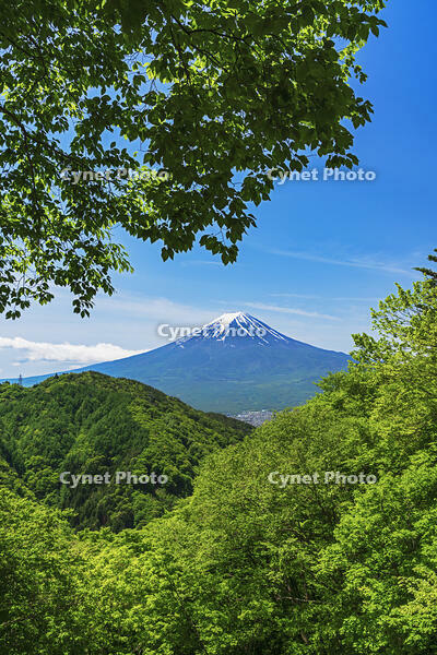 新緑の御坂峠より富士山を望む [OYO110006781]