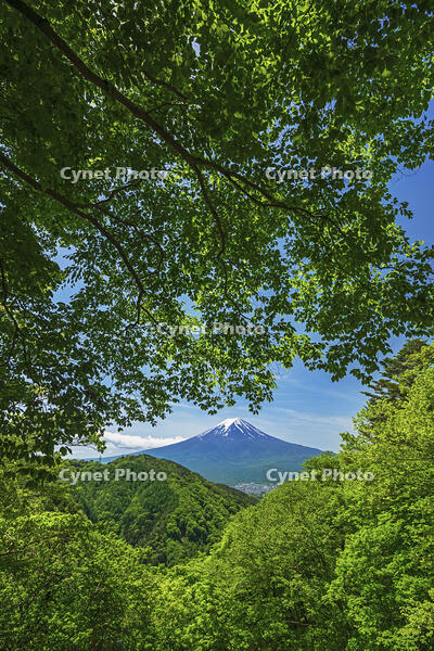 新緑の御坂峠より富士山を望む [OYO110006782]