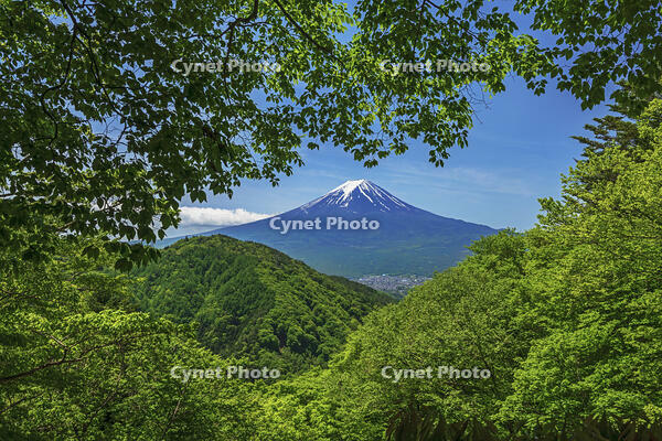 新緑の御坂峠より富士山を望む [OYO110006783]