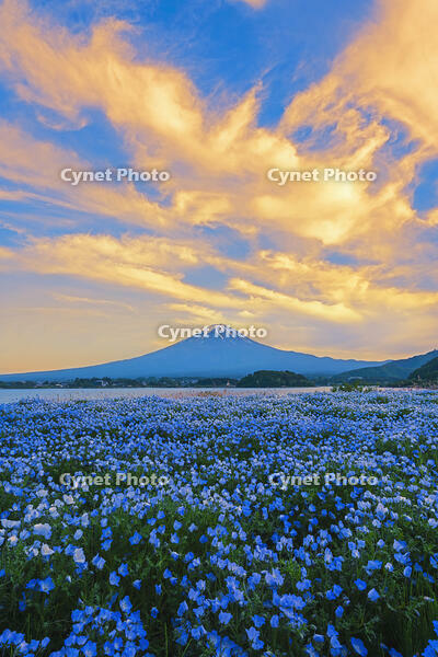 河口湖よりネモフィラ越しに夕焼けの富士山を望む [OYO110006784]