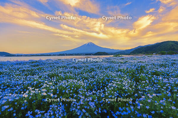 河口湖よりネモフィラ越しに夕焼けの富士山を望む [OYO110006786]