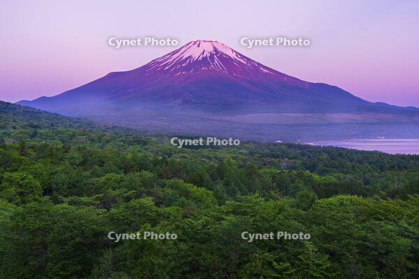 パノラマ台より朝焼けの富士山を望む [OYO110006789]