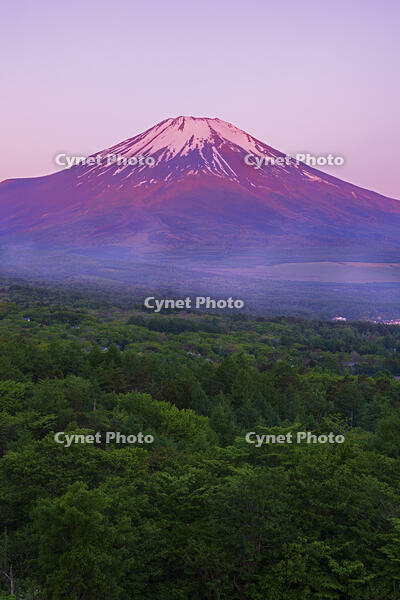 パノラマ台より朝焼けの富士山を望む [OYO110006790]