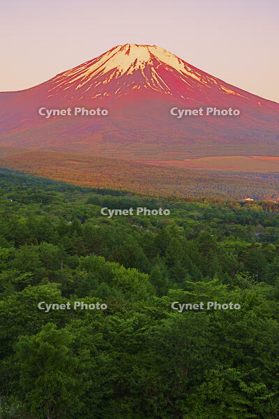 パノラマ台より朝焼けの富士山を望む [OYO110006791]