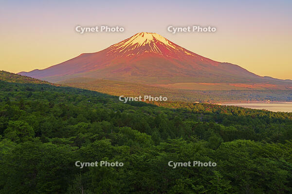 パノラマ台より朝焼けの富士山を望む [OYO110006792]