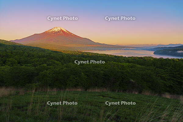 パノラマ台より朝焼けの富士山を望む [OYO110006793]