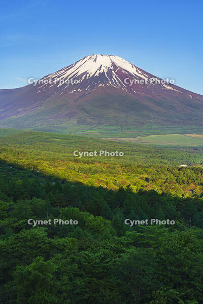 パノラマ台より富士山を望む [OYO110006794]