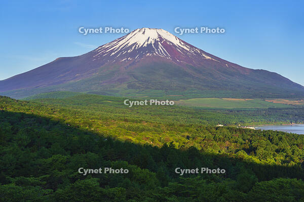 パノラマ台より富士山を望む [OYO110006795]