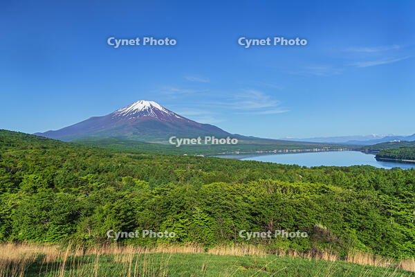 パノラマ台より富士山を望む [OYO110006796]