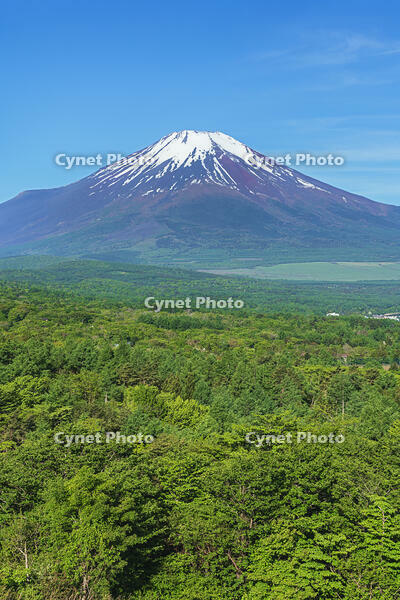 パノラマ台より富士山を望む [OYO110006797]