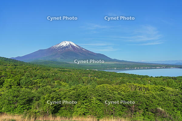 パノラマ台より富士山を望む [OYO110006798]