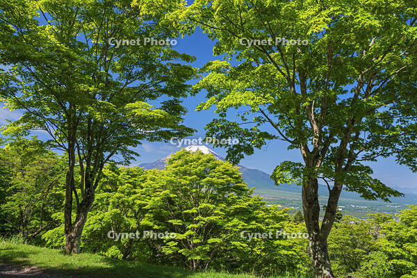 二十曲り峠より富士山を望む [OYO110006799]