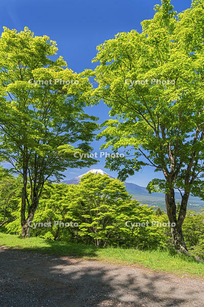 二十曲り峠より富士山を望む [OYO110006800]