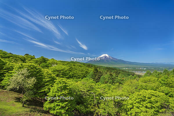 二十曲り峠より富士山を望む [OYO110006801]