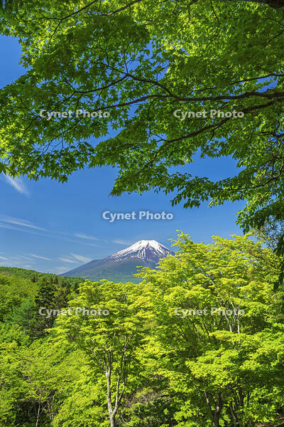 二十曲り峠より富士山を望む [OYO110006802]