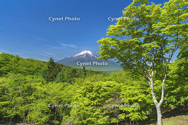 二十曲り峠より富士山を望む [OYO110006803]