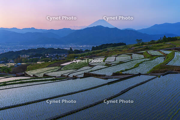 棚田越しに夜明けの富士山を望む [OYO110006806]