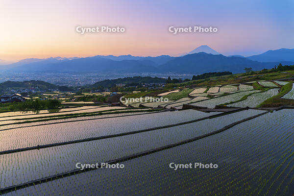 棚田越しに夜明けの富士山を望む [OYO110006807]