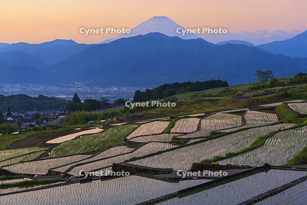 棚田越しに夜明けの富士山を望む [OYO110006809]