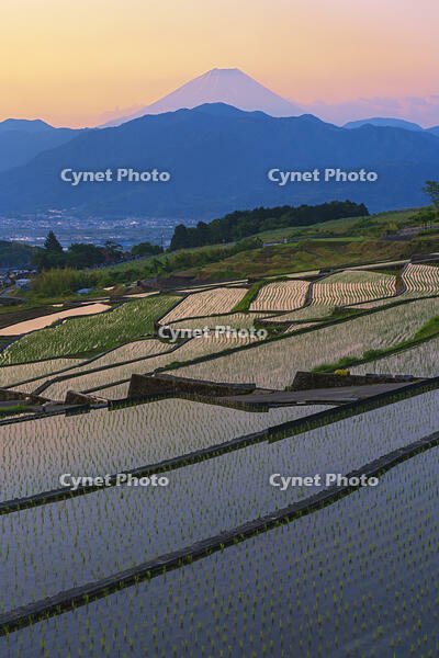 棚田越しに夜明けの富士山を望む [OYO110006810]