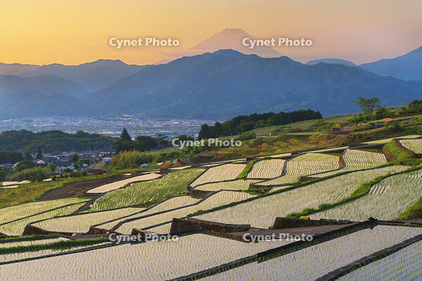 棚田越しに夜明けの富士山を望む [OYO110006811]