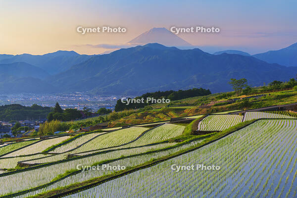 棚田越しに夜明けの富士山を望む [OYO110006812]
