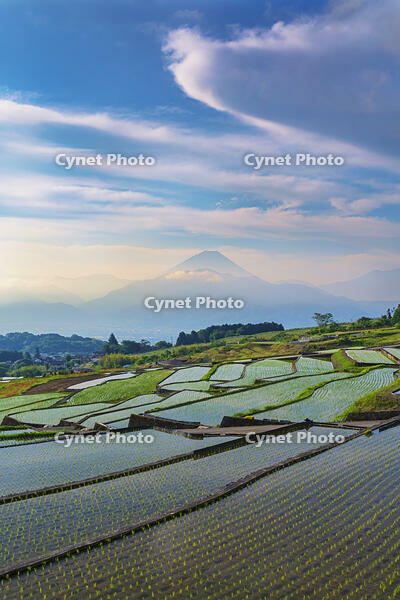棚田越しに富士山を望む [OYO110006814]