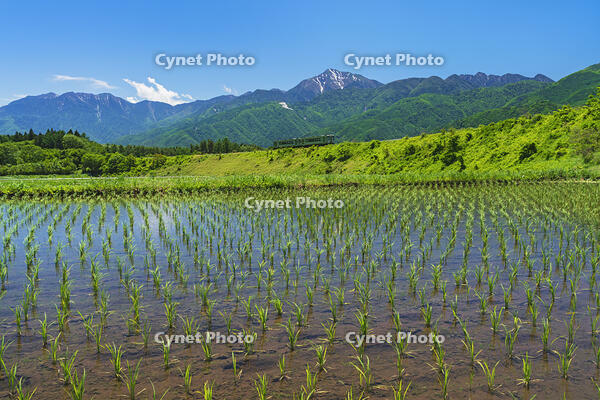 早苗田越しに小海線、甲斐駒ヶ岳を望む [OYO110006827]