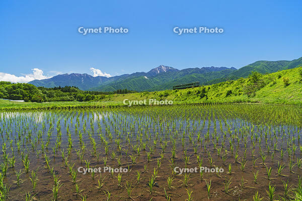 早苗田越しに小海線、甲斐駒ヶ岳を望む [OYO110006828]