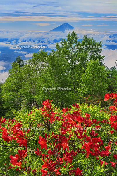 甘利山よりレンゲツツジ越しに富士山を望む [OYO110006839]