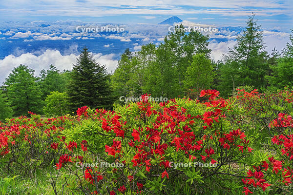 甘利山よりレンゲツツジ越しに富士山を望む [OYO110006840]