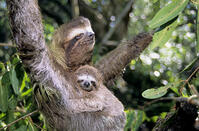 Mother three-toed sloth (Bradypus varieg [PST110004138]
