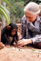 Jane Goodall Personality Jane Goodall with orphaned Chimpanzee Pan troglodytes [PST110004208]