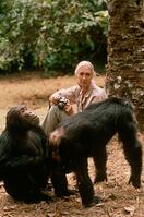 Jane Goodall Personality Jane Goodall Personality Pan troglodytes [PST110004209]