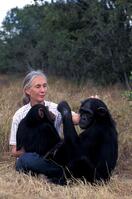 Jane Goodall Personality Jane Goodall Personality Pan troglodytes [PST110004210]