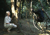 DR. J. GOODALL with chimpanzees Pan troglodytes schweinfurthii Gombe National park Tanzania. [PST110004211]