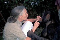 Management Dr. Jane Goodall with male chimp [PST110004212]