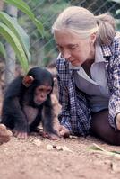 Jane Goodall Personality Jane Goodall With young Chimpanzee [PST110004213]