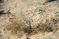 A flowering bush is growing under dry conditions at the Hongoryn Els sand dunes in the Gobi Desert in southern Mongolia. [PST110004226]