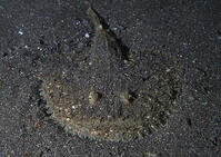 ANGLERFISH [PST110004227]