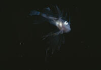 ANGLERFISH [PST110004228]