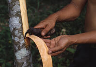 PANDANG CINNAMON [PST110004236]