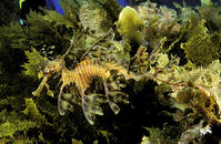 LEAFY SEADRAGON [PST110004248]