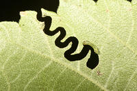 Elm Zigzag Sawfly Aproceros leucopoda larva eating English Elm Ulmus procera leaf, London, June. [PST110004273]