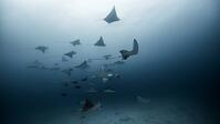 Large group of Eagle Rays, underwater view, Cancun, Mexico [PST110004292]