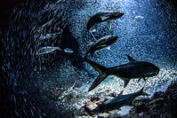 Tarpon hunting Silversides [PST110004293]