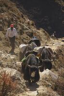 NEPAL Gokyo Valley -- A train of Yaks makes it's way up the northern side of the Gokyo valley. These hardy mountain beasts are one of the main forms of transportation in the Khumbu Himal (Everest region) of Nepal [PST110004325]