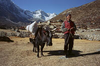 NEPAL Dig Tsho -- Dec 2005 -- Herdsman Angphoura Sherpa with one of his herd of 28 Yaks prepares to leave his mountain pastures for the winter. [PST110004327]